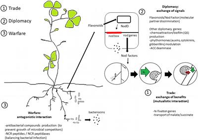 Trade, Diplomacy, and Warfare: The Quest for Elite Rhizobia Inoculant Strains